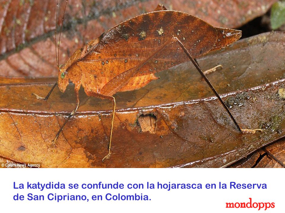 La katydida se confunde con la hojarasca en la Reserva de San Cipriano, en Colombia.
