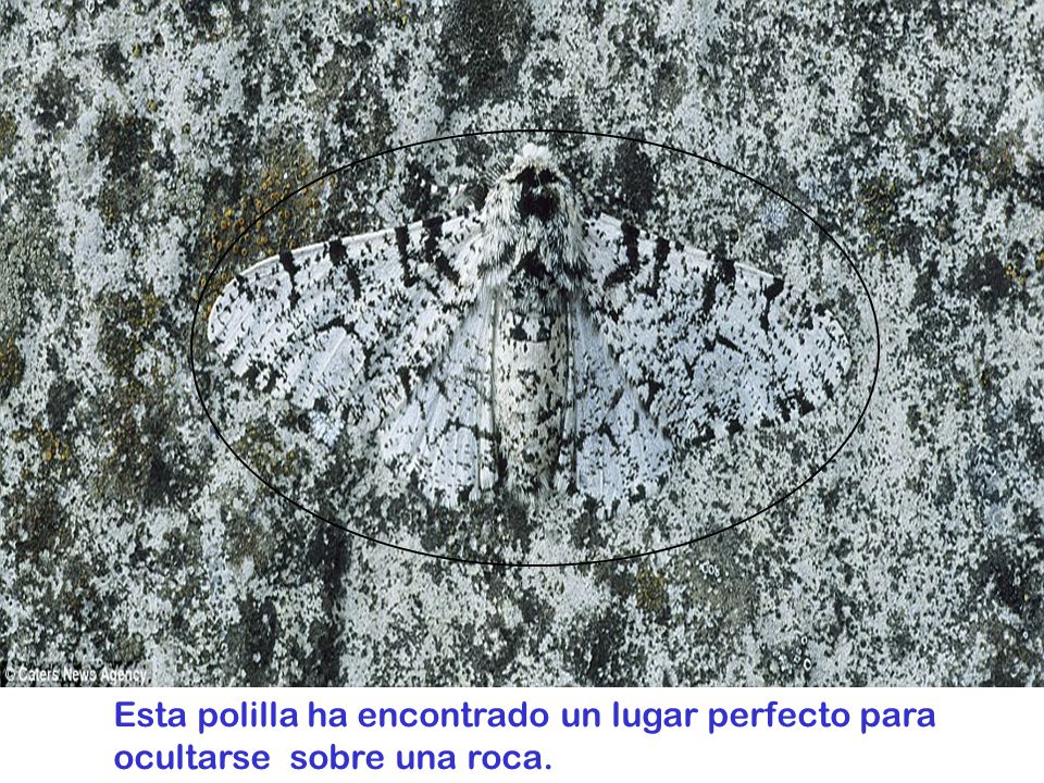 Esta polilla ha encontrado un lugar perfecto para ocultarse sobre una roca.