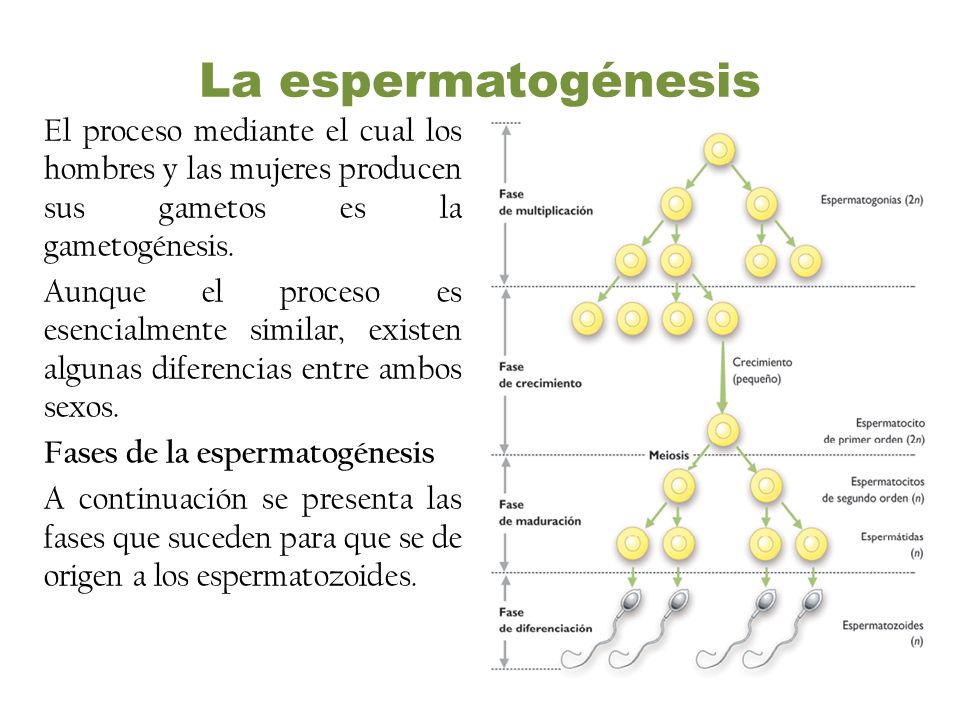 La espermatogénesis El proceso mediante el cual los hombres y las mujeres producen sus gametos es la gametogénesis.