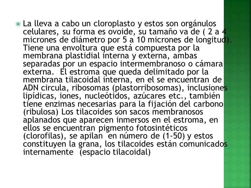 La lleva a cabo un cloroplasto y estos son orgánulos celulares, su forma es ovoide, su tamaño va de ( 2 a 4 micrones de diámetro por 5 a 10 micrones de longitud).