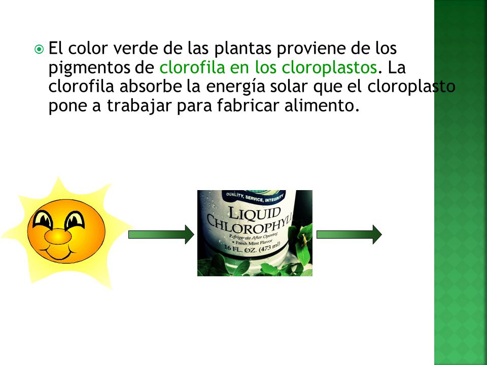 El color verde de las plantas proviene de los pigmentos de clorofila en los cloroplastos.