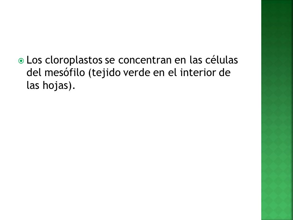 Los cloroplastos se concentran en las células del mesófilo (tejido verde en el interior de las hojas).