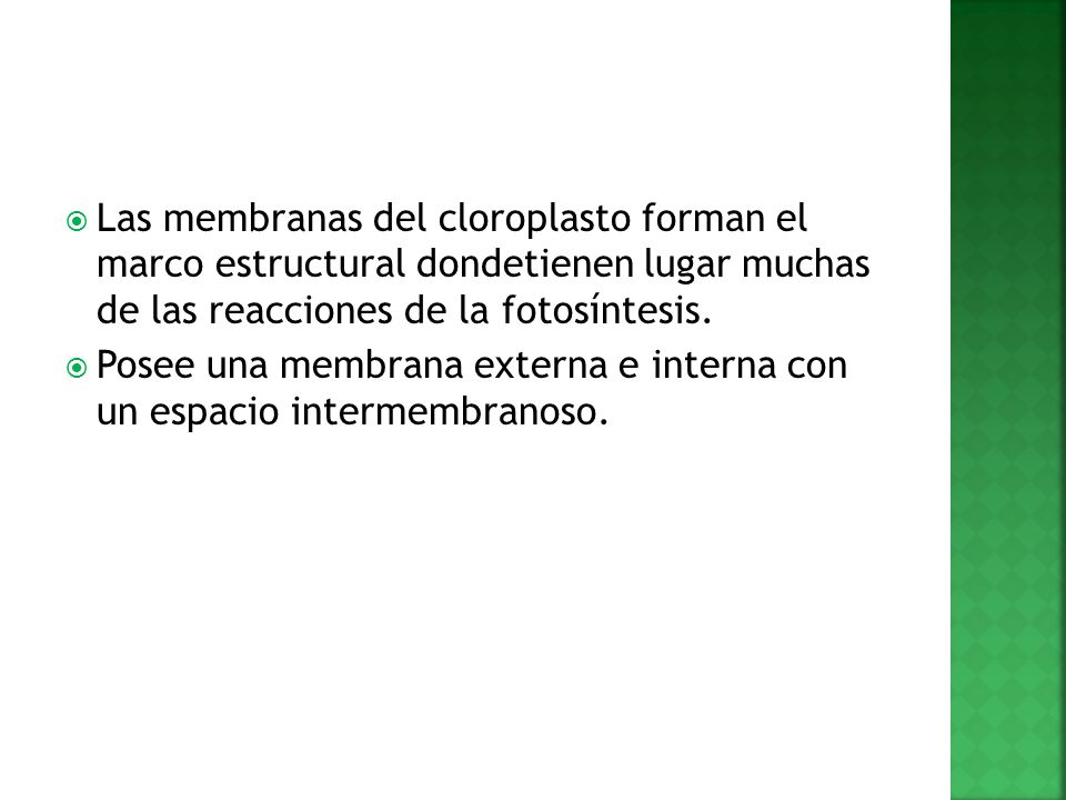 Las membranas del cloroplasto forman el marco estructural dondetienen lugar muchas de las reacciones de la fotosíntesis.