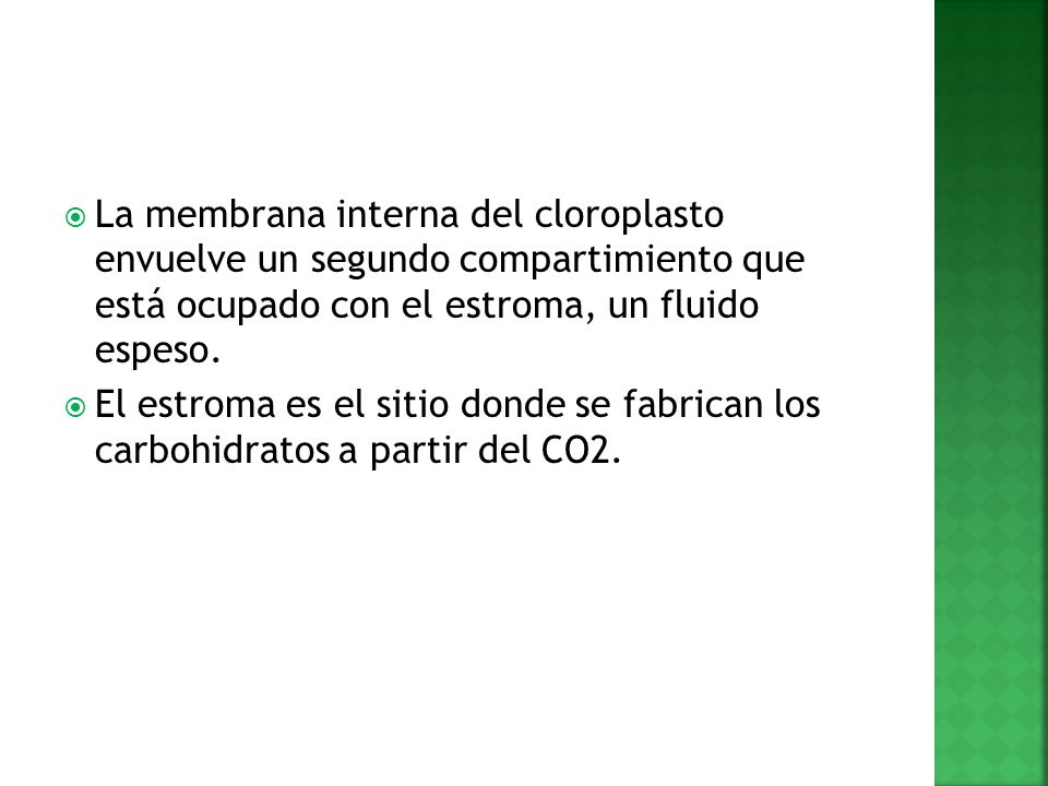 La membrana interna del cloroplasto envuelve un segundo compartimiento que está ocupado con el estroma, un fluido espeso.