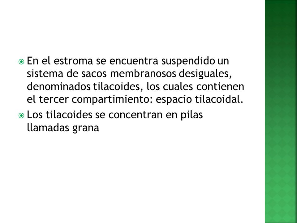 En el estroma se encuentra suspendido un sistema de sacos membranosos desiguales, denominados tilacoides, los cuales contienen el tercer compartimiento: espacio tilacoidal.
