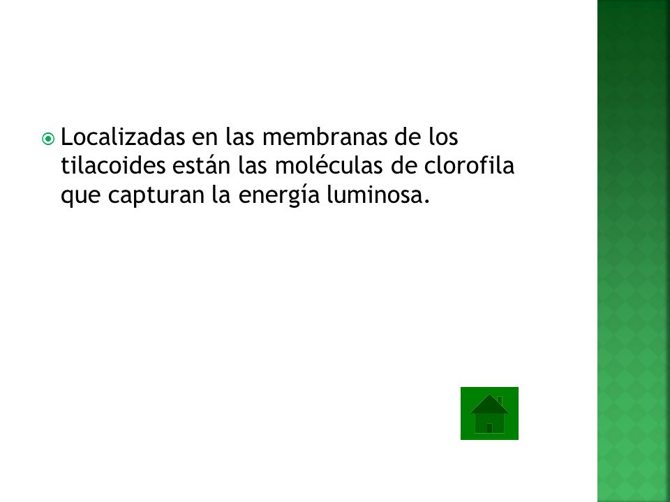 Localizadas en las membranas de los tilacoides están las moléculas de clorofila que capturan la energía luminosa.
