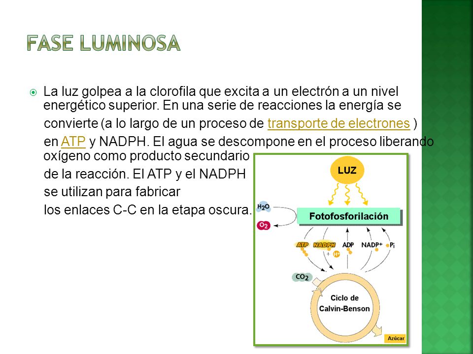 Fase Luminosa La luz golpea a la clorofila que excita a un electrón a un nivel energético superior. En una serie de reacciones la energía se.