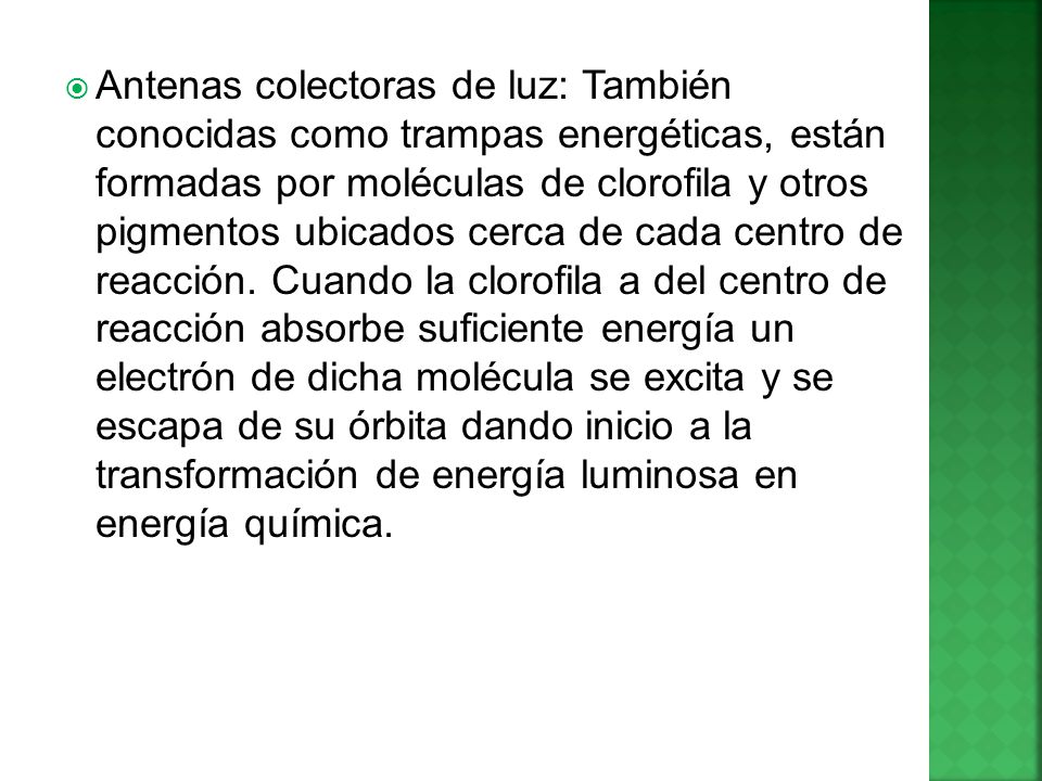 Antenas colectoras de luz: También conocidas como trampas energéticas, están formadas por moléculas de clorofila y otros pigmentos ubicados cerca de cada centro de reacción.