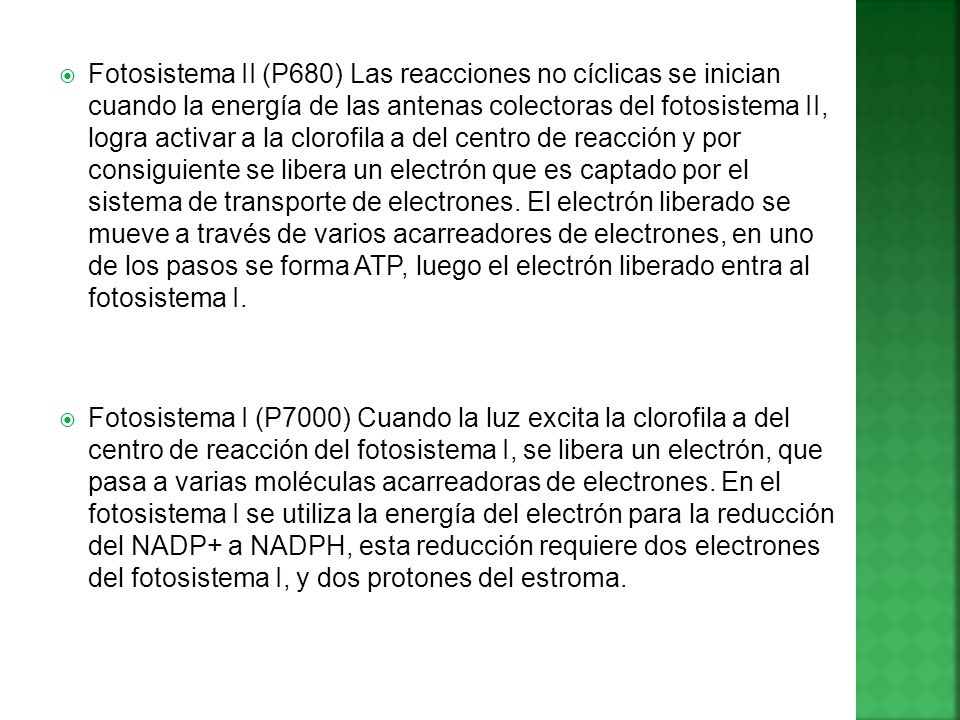 Fotosistema II (P680) Las reacciones no cíclicas se inician cuando la energía de las antenas colectoras del fotosistema II, logra activar a la clorofila a del centro de reacción y por consiguiente se libera un electrón que es captado por el sistema de transporte de electrones. El electrón liberado se mueve a través de varios acarreadores de electrones, en uno de los pasos se forma ATP, luego el electrón liberado entra al fotosistema I.