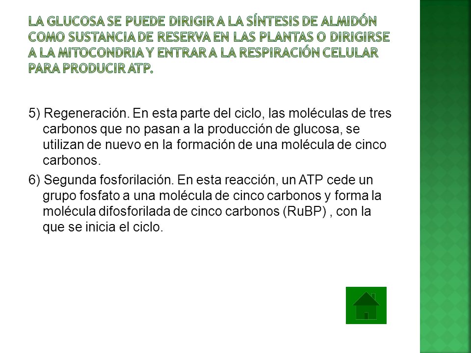 La glucosa se puede dirigir a la síntesis de almidón como sustancia de reserva en las plantas o dirigirse a la mitocondria y entrar a la respiración celular para producir ATP.