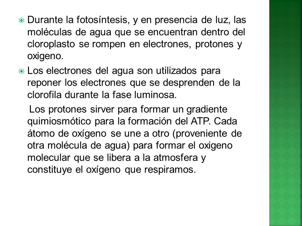 Durante la fotosíntesis, y en presencia de luz, las moléculas de agua que se encuentran dentro del cloroplasto se rompen en electrones, protones y oxigeno.