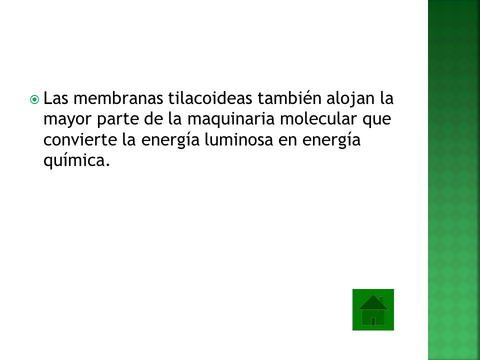 Las membranas tilacoideas también alojan la mayor parte de la maquinaria molecular que convierte la energía luminosa en energía química.