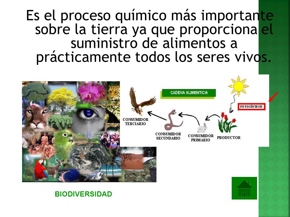 Es el proceso químico más importante sobre la tierra ya que proporciona el suministro de alimentos a prácticamente todos los seres vivos.
