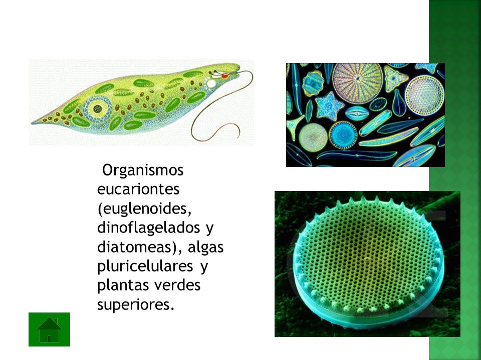 Organismos eucariontes (euglenoides, dinoflagelados y diatomeas), algas pluricelulares y plantas verdes superiores.