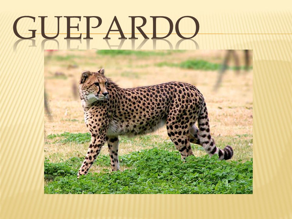 Guepardo