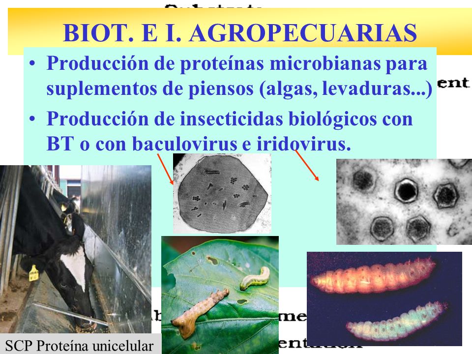 BIOT. E I. AGROPECUARIAS Producción de proteínas microbianas para suplementos de piensos (algas, levaduras...)