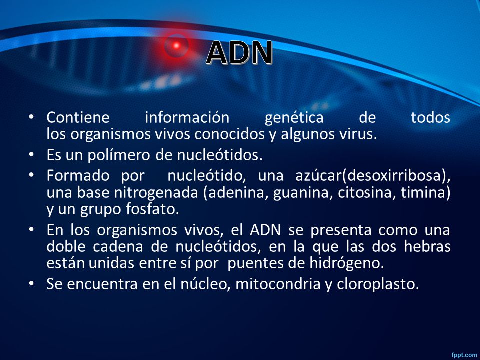ADN Contiene información genética de todos los organismos vivos conocidos y algunos virus. Es un polímero de nucleótidos.