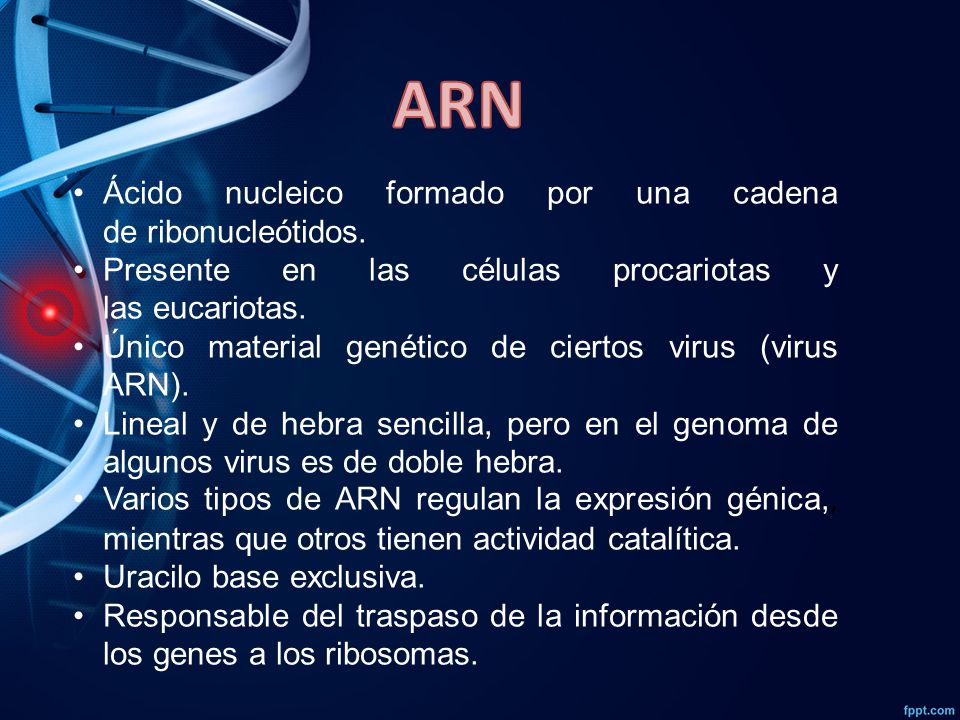 ARN Ácido nucleico formado por una cadena de ribonucleótidos.