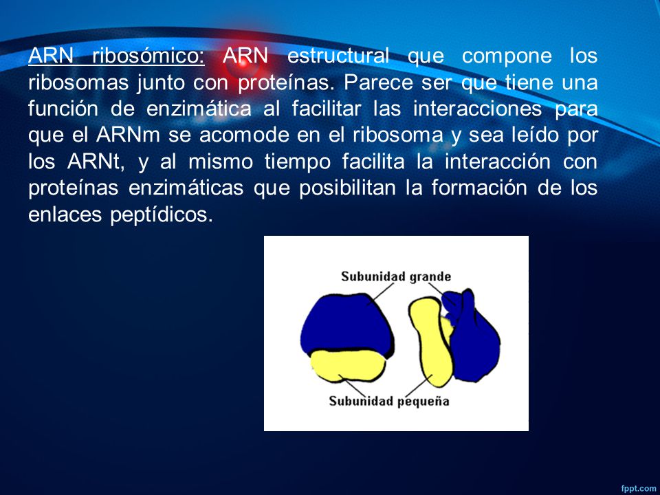 ARN ribosómico: ARN estructural que compone los ribosomas junto con proteínas.