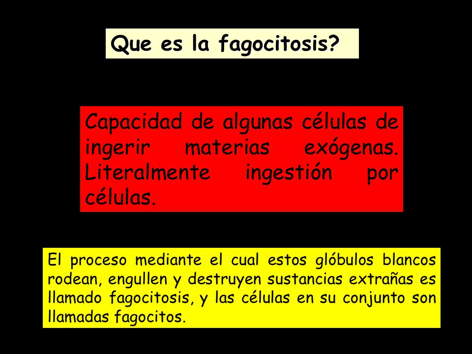 Que es la fagocitosis Capacidad de algunas células de ingerir materias exógenas. Literalmente ingestión por células.