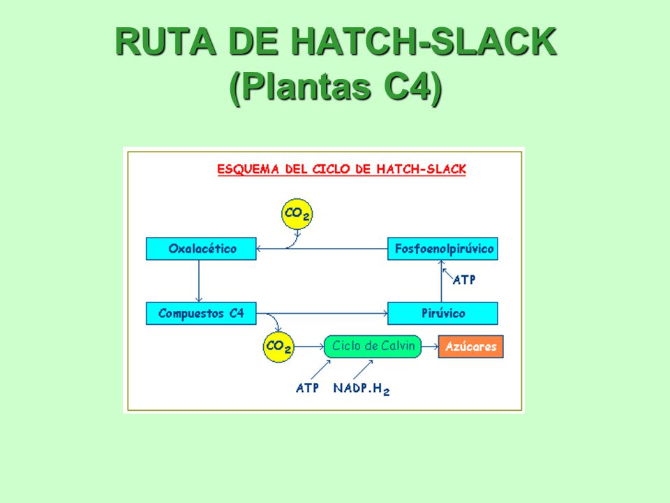 RUTA DE HATCH-SLACK (Plantas C4)