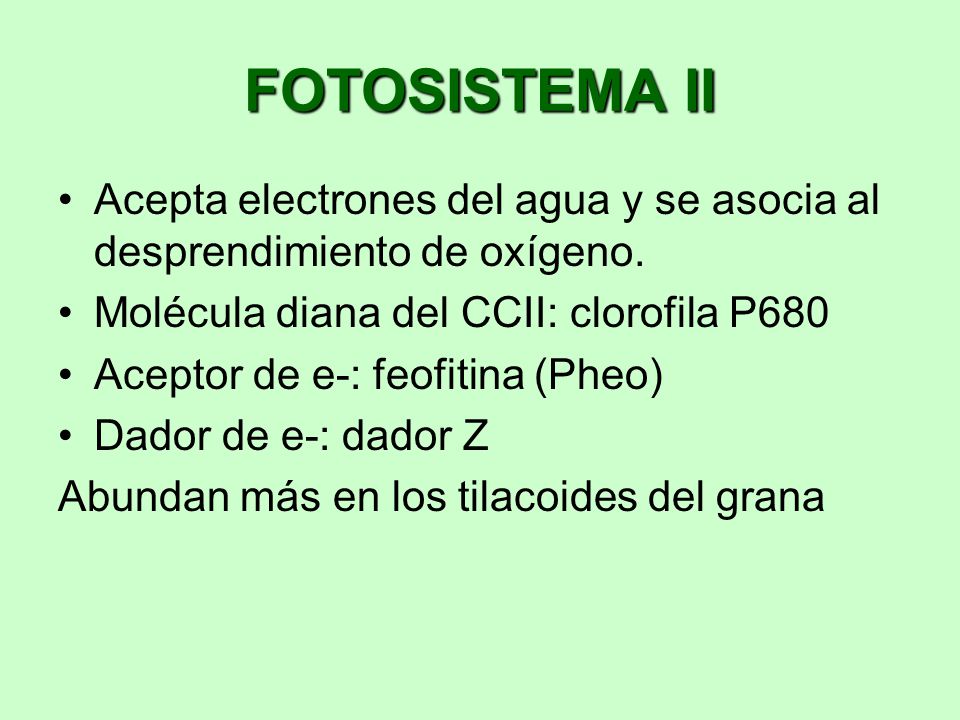 FOTOSISTEMA II Acepta electrones del agua y se asocia al desprendimiento de oxígeno. Molécula diana del CCII: clorofila P680.