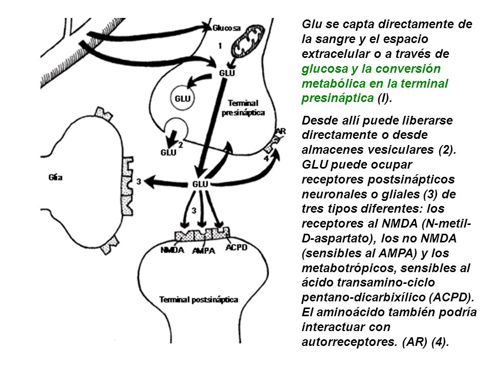 Glu se capta directamente de la sangre y el espacio extracelular o a través de glucosa y la conversión metabólica en la terminal presináptica (I).