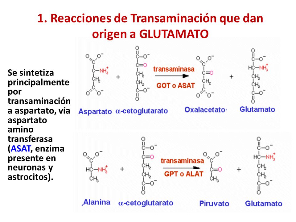 1. Reacciones de Transaminación que dan origen a GLUTAMATO