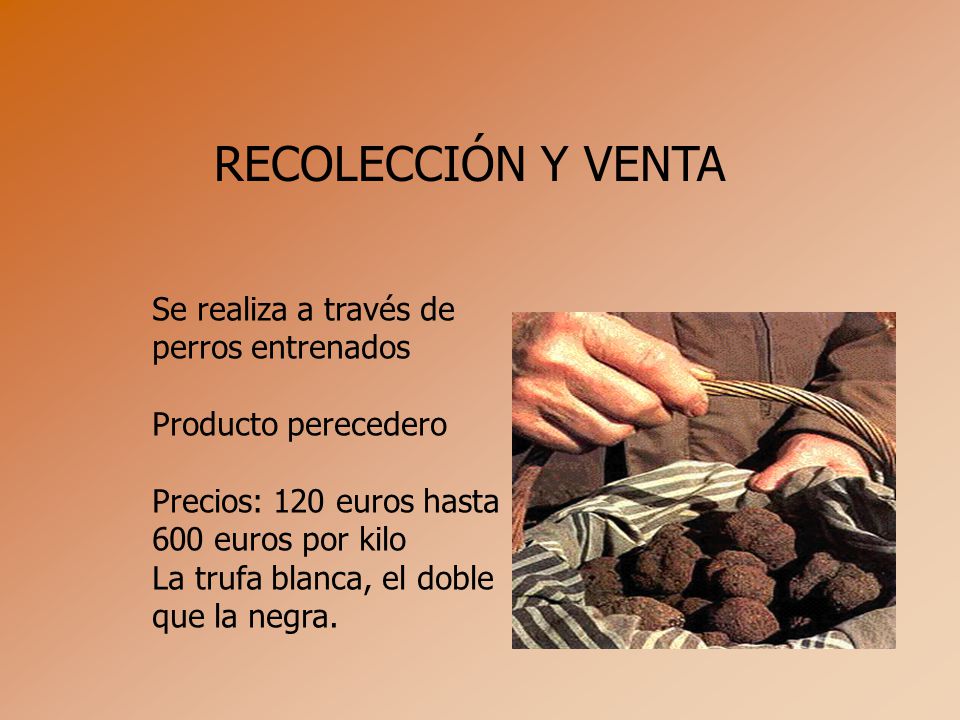 RECOLECCIÓN Y VENTA Se realiza a través de perros entrenados