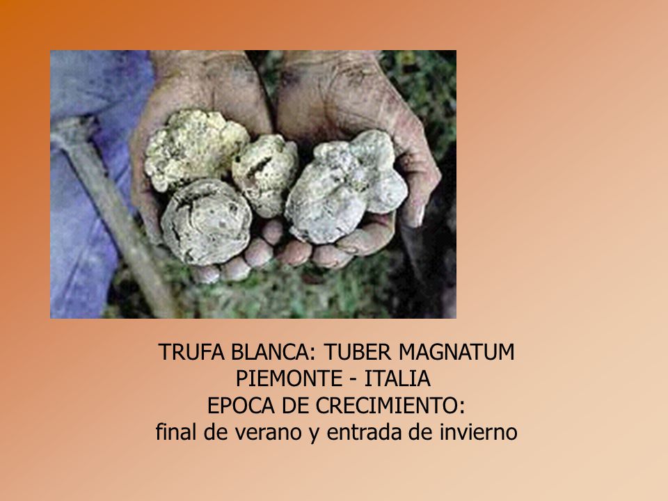 TRUFA BLANCA: TUBER MAGNATUM PIEMONTE - ITALIA EPOCA DE CRECIMIENTO: