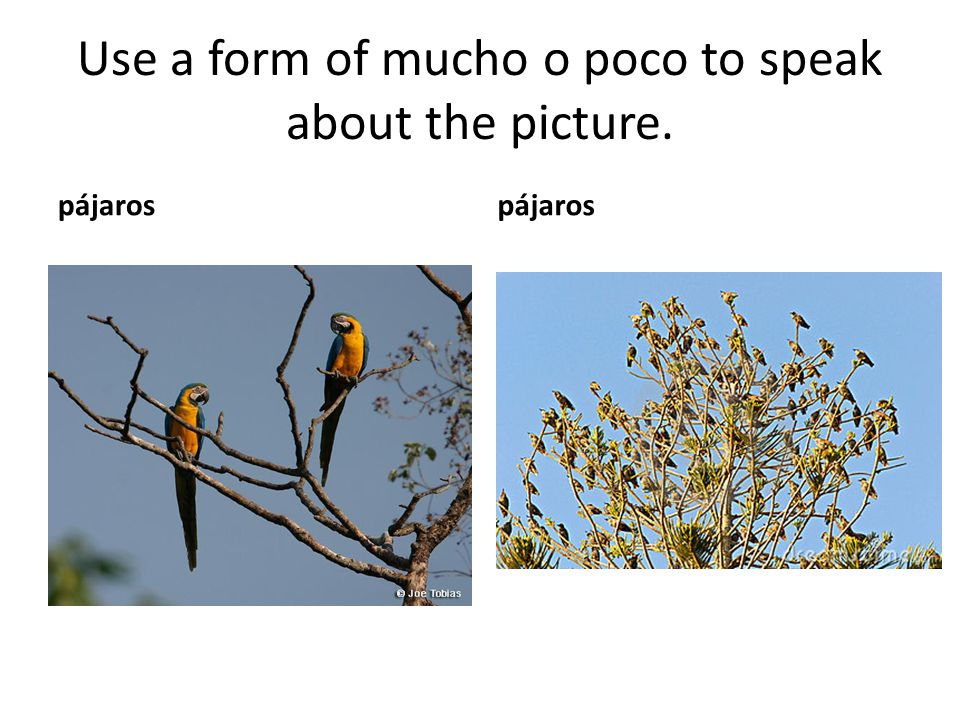 Use a form of mucho o poco to speak about the picture.