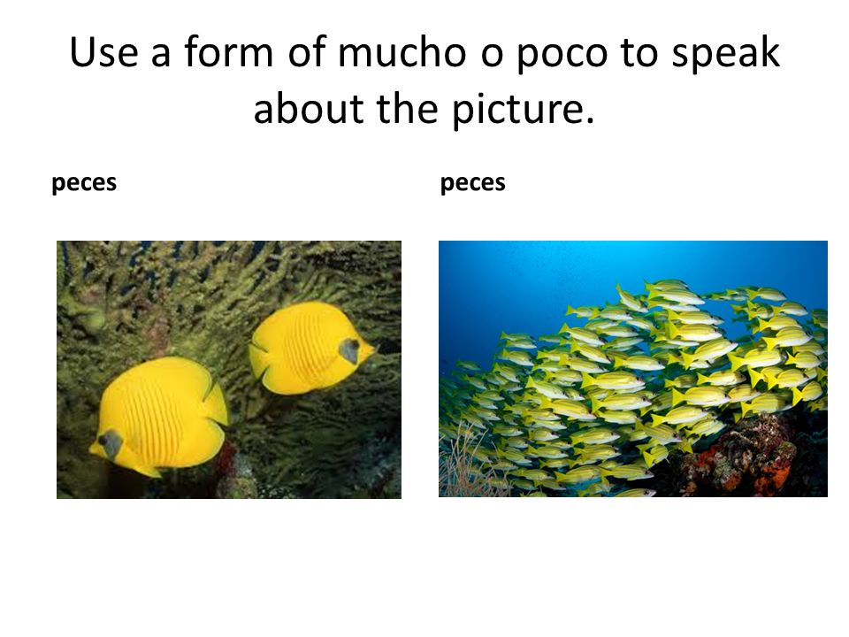 Use a form of mucho o poco to speak about the picture.