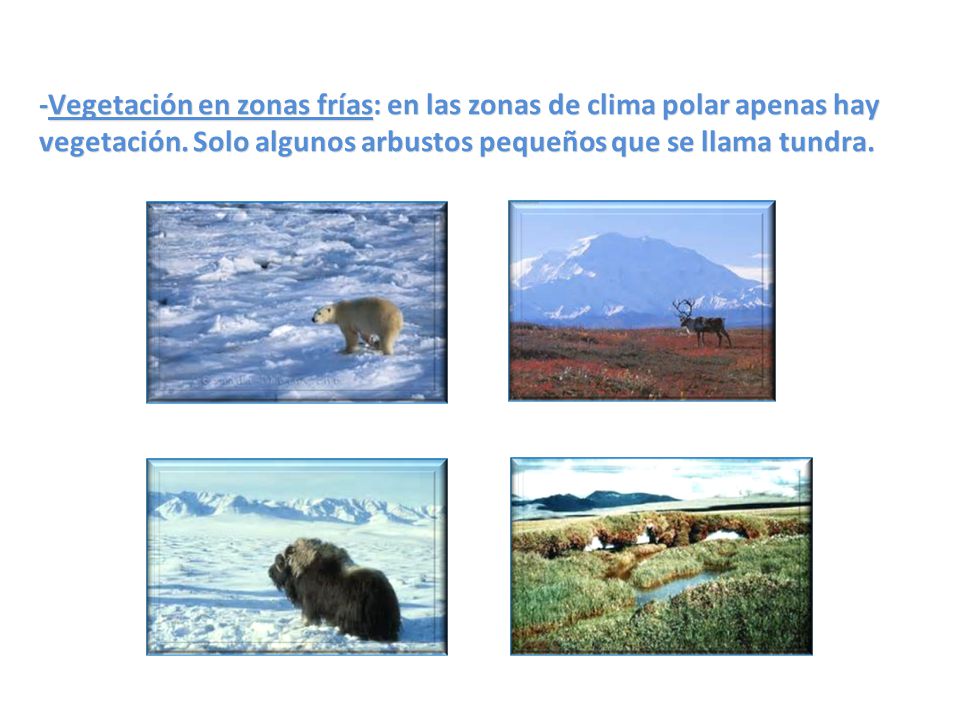 -Vegetación en zonas frías: en las zonas de clima polar apenas hay vegetación.