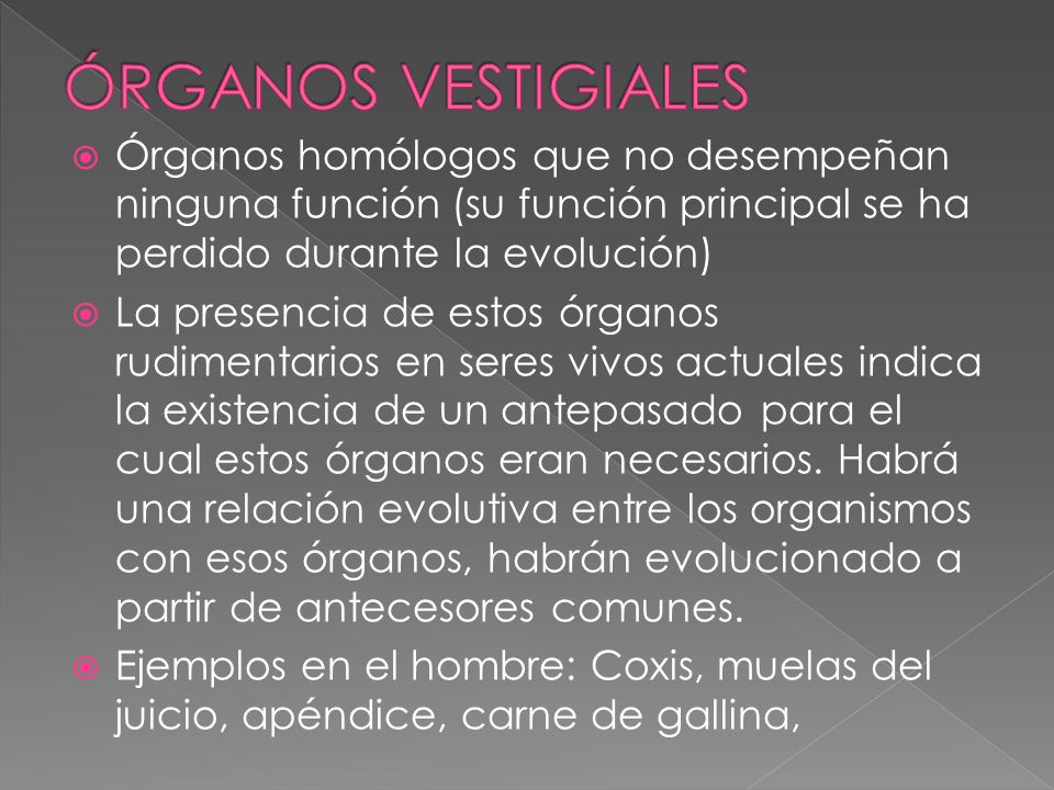 ÓRGANOS VESTIGIALES Órganos homólogos que no desempeñan ninguna función (su función principal se ha perdido durante la evolución)