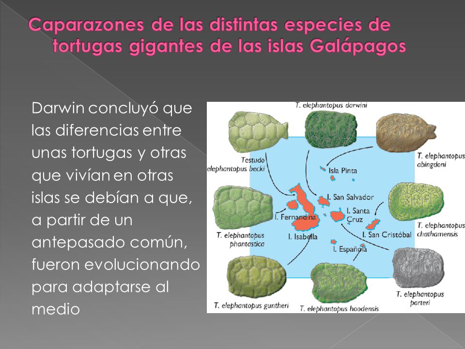 Caparazones de las distintas especies de tortugas gigantes de las islas Galápagos