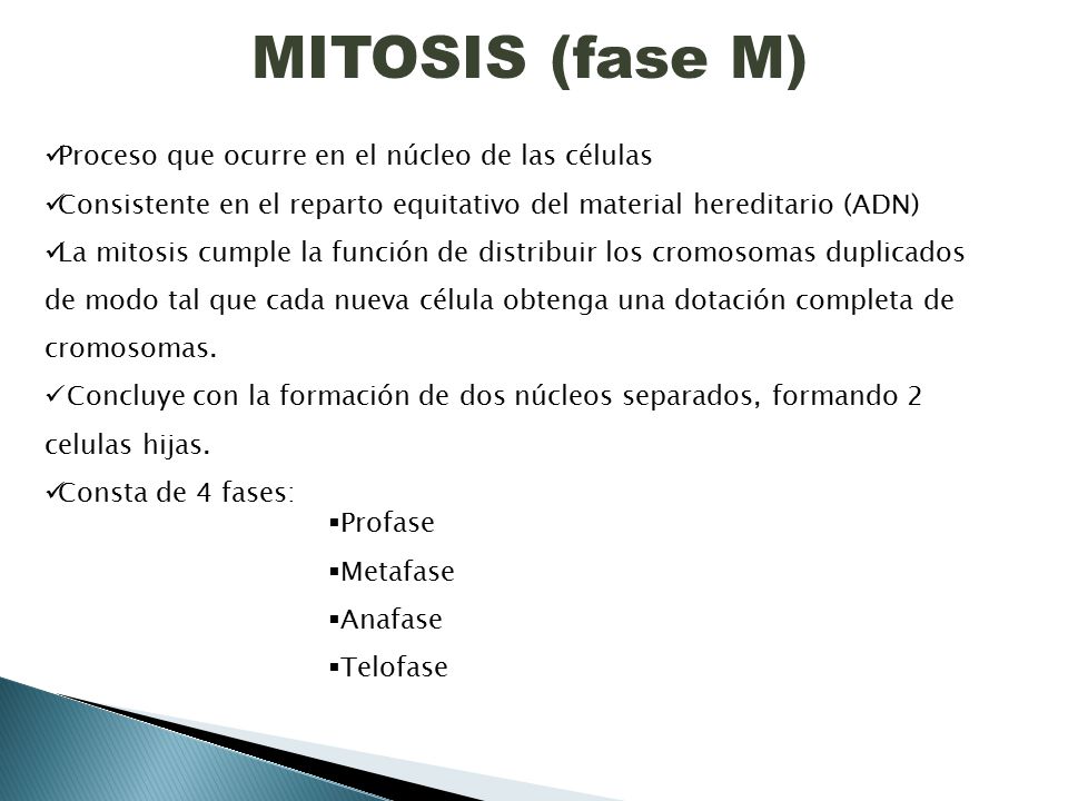 MITOSIS (fase M) Proceso que ocurre en el núcleo de las células