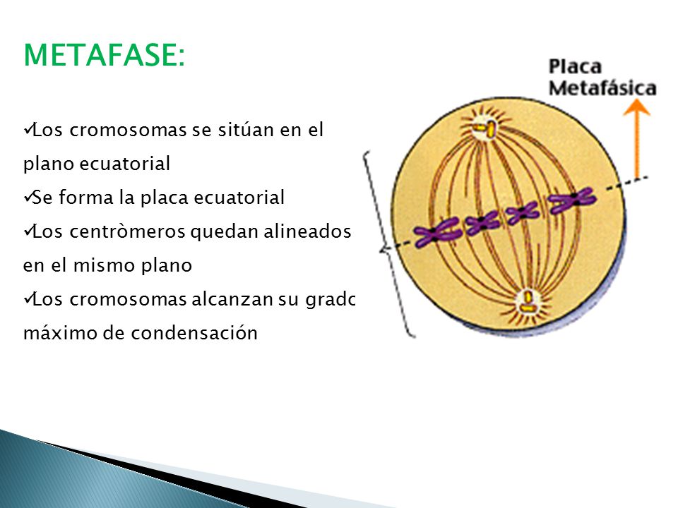 METAFASE: Los cromosomas se sitúan en el plano ecuatorial