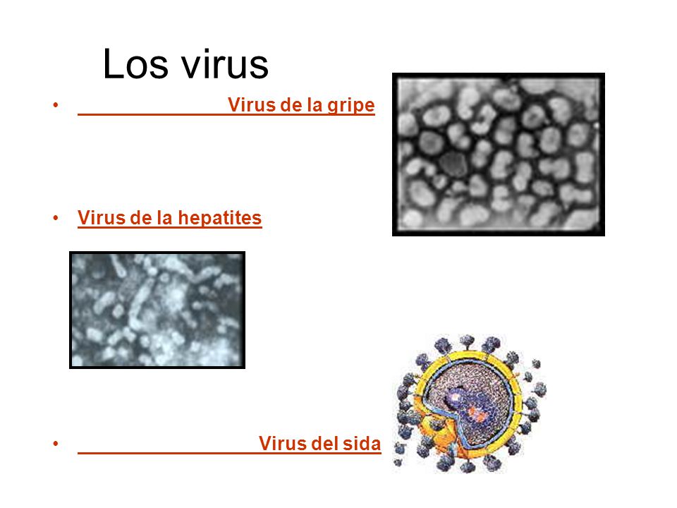 Los virus Virus de la gripe Virus de la hepatites Virus del sida