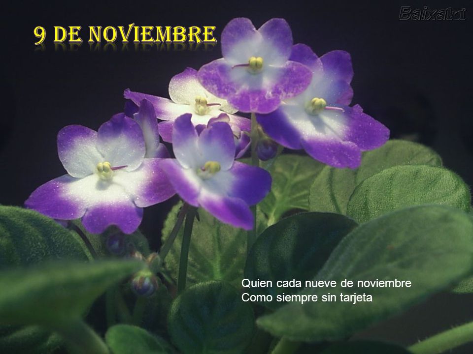9 de noviembre Quien cada nueve de noviembre Como siempre sin tarjeta