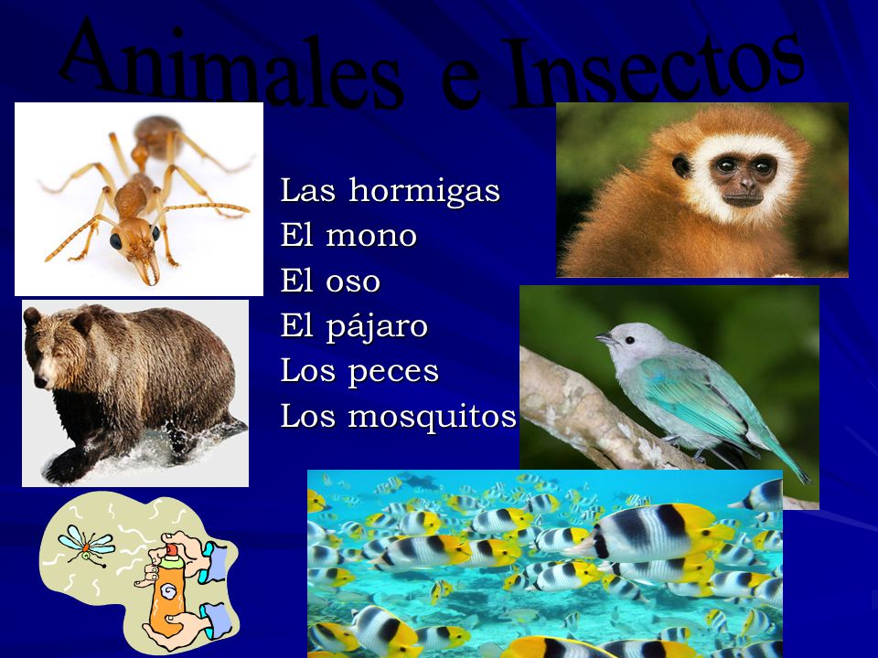 Animales e Insectos Las hormigas El mono El oso El pájaro Los peces