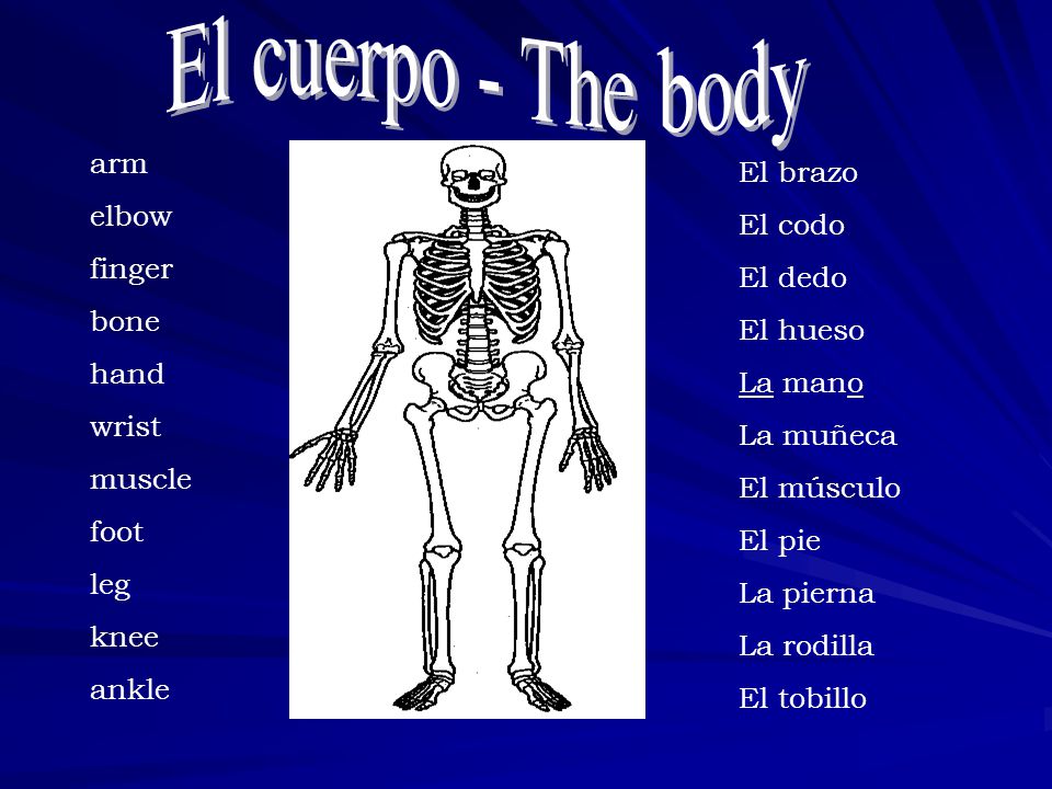El cuerpo - The body arm El brazo elbow El codo finger El dedo bone
