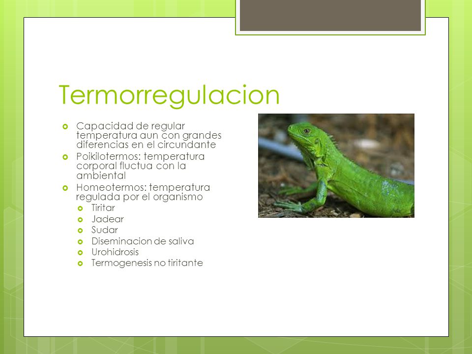 Termorregulacion Capacidad de regular temperatura aun con grandes diferencias en el circundante.