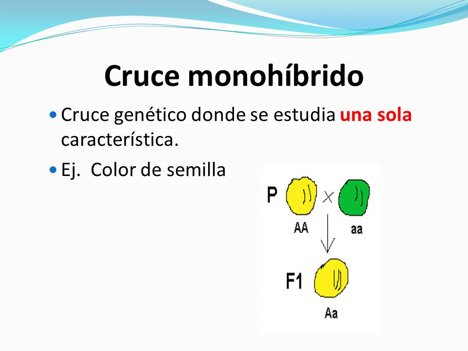 Cruce monohíbrido Cruce genético donde se estudia una sola característica. Ej. Color de semilla