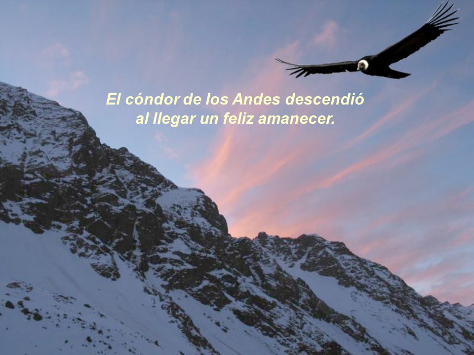 El cóndor de los Andes descendió al llegar un feliz amanecer.