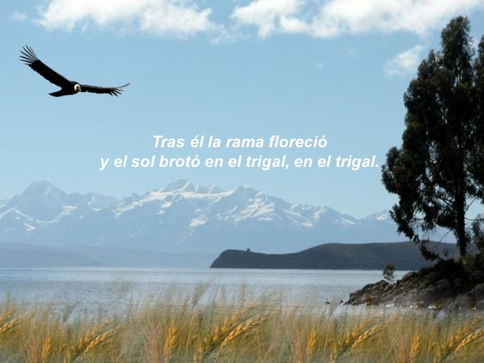 Tras él la rama floreció y el sol brotó en el trigal, en el trigal.