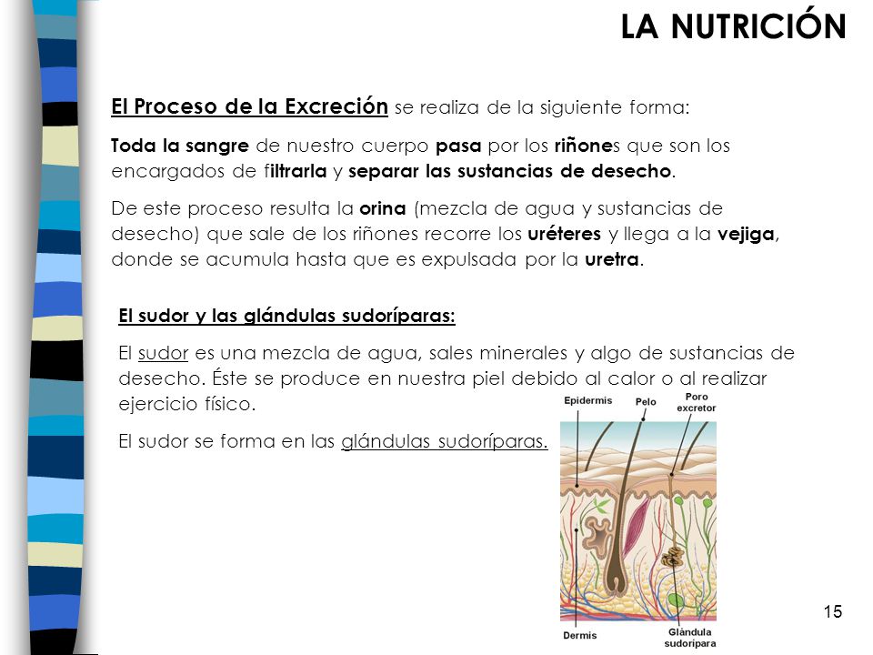 LA NUTRICIÓN El Proceso de la Excreción se realiza de la siguiente forma: