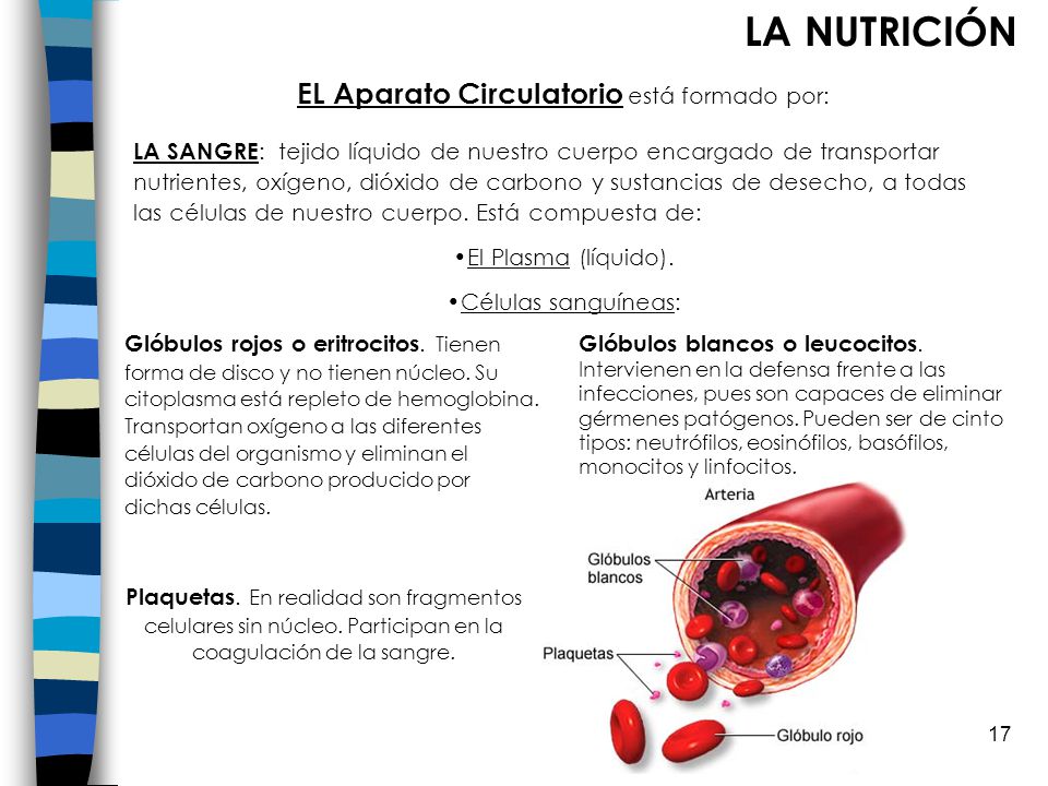 EL Aparato Circulatorio está formado por: