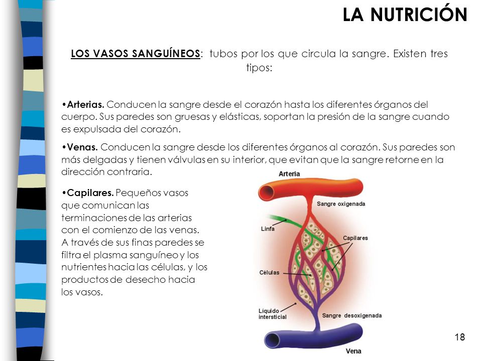 LA NUTRICIÓN LOS VASOS SANGUÍNEOS: tubos por los que circula la sangre. Existen tres tipos:
