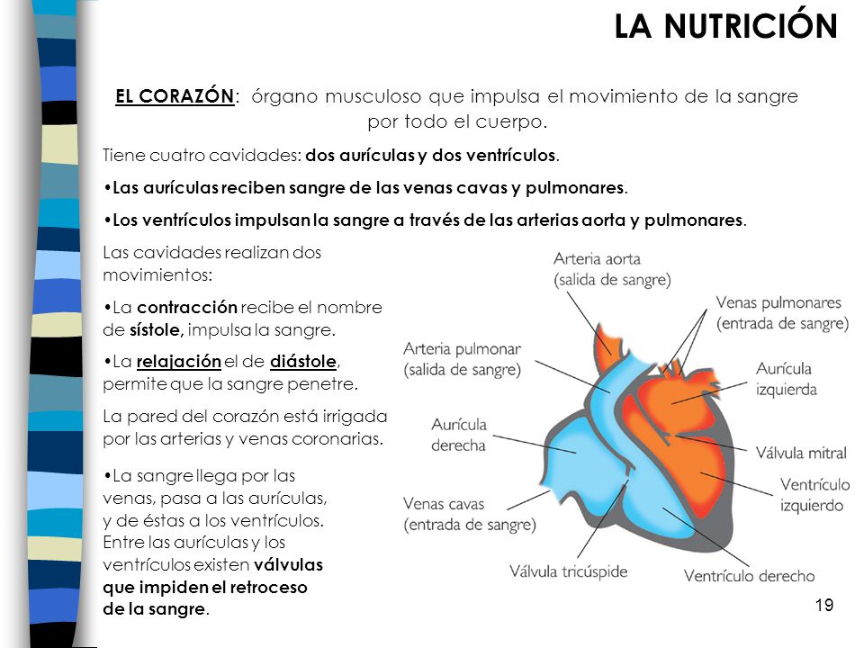 LA NUTRICIÓN EL CORAZÓN: órgano musculoso que impulsa el movimiento de la sangre por todo el cuerpo.
