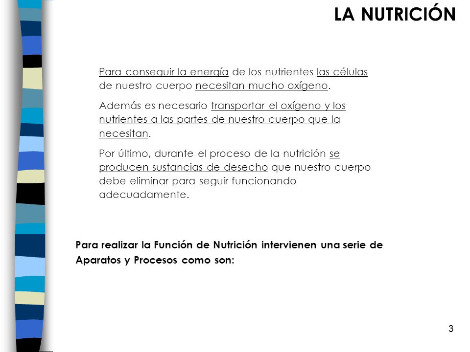 LA NUTRICIÓN Para conseguir la energía de los nutrientes las células de nuestro cuerpo necesitan mucho oxígeno.